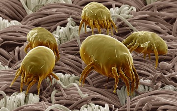 Dust Mite 1